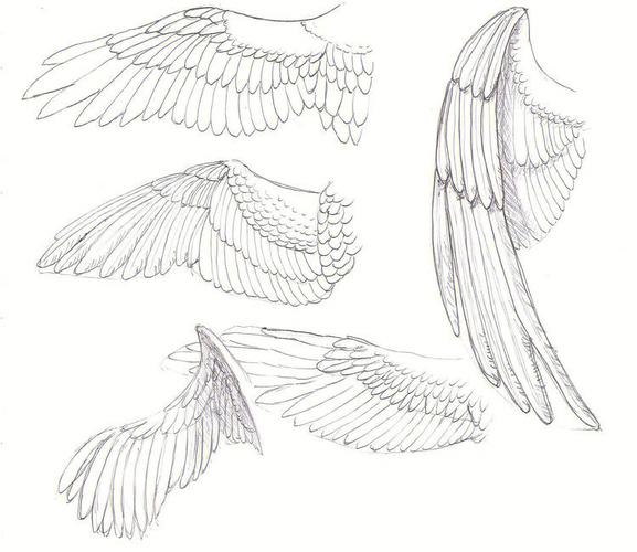 翅膀的简笔画 和平鸽张开翅膀的简笔画