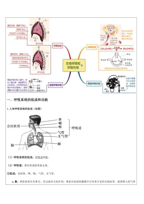 人体呼吸思维导图 七年级生物人体呼吸思维导图