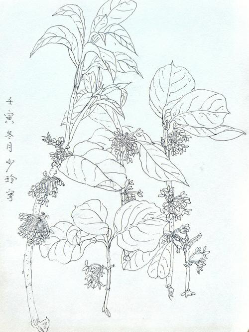 桂花树图片简笔画