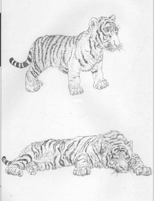 老虎绘画 老虎绘画图片大全 老虎绘画作品儿童