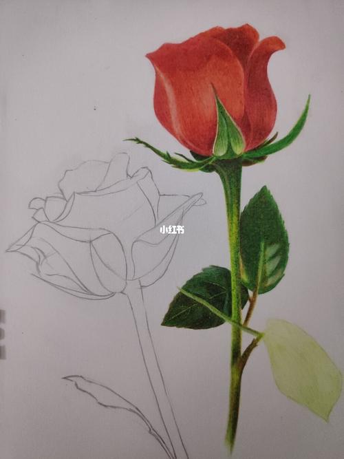怎么画玫瑰花 怎么画玫瑰花简单又好看