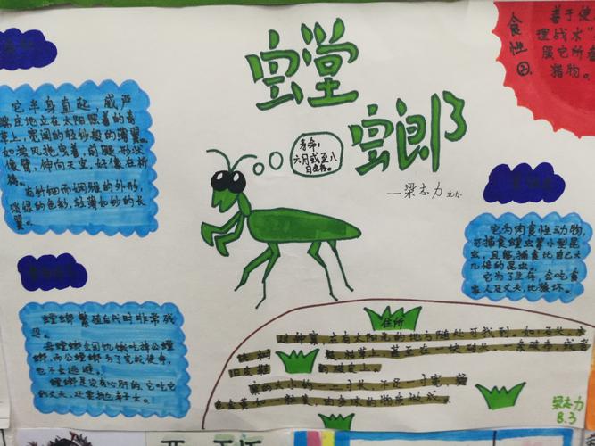 昆虫记手抄报四年级上册