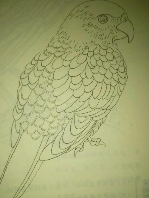 鹦鹉画法简笔画