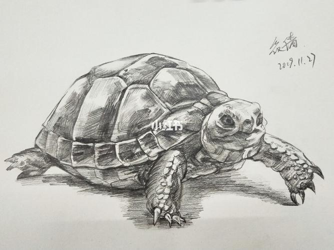 设计素描乌龟图片