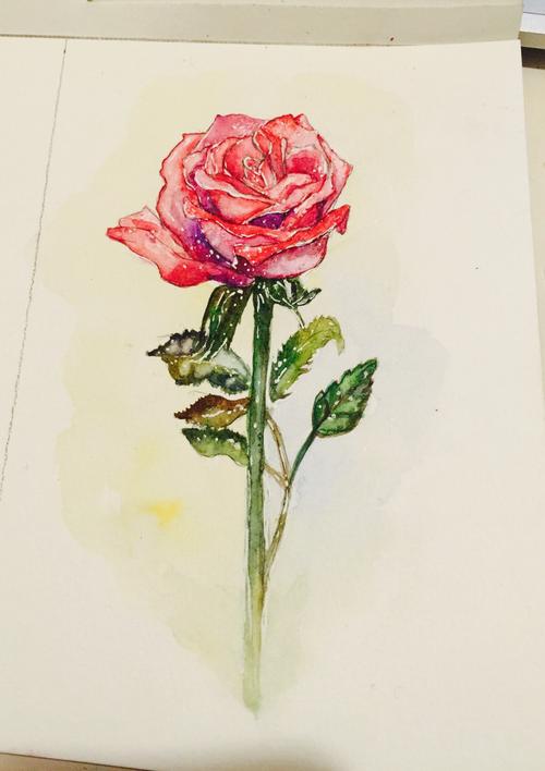 玫瑰水彩画 玫瑰水彩画法教程