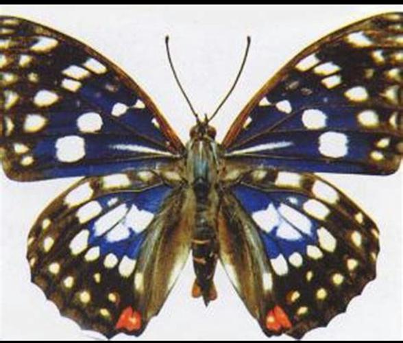 大孔雀蝶的简笔画 大孔雀蝶的简笔画带颜色