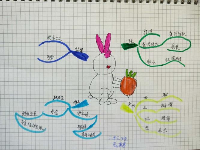 关于兔的思维导图 关于兔的思维导图三年级