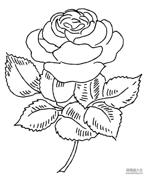 玫瑰花教程画画 玫瑰花教程画画一步一步图解