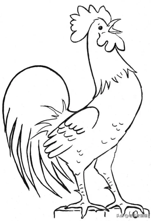 大公鸡的简笔画 大公鸡的简笔画怎么画