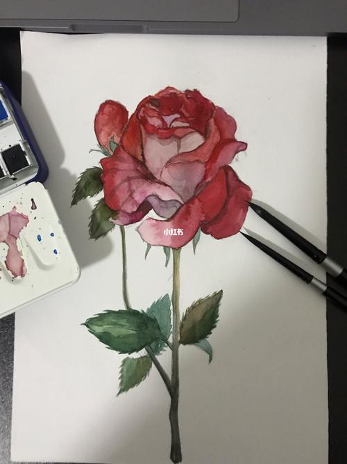 玫瑰花绘画 玫瑰花绘画教程