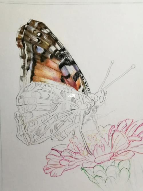 简单蝴蝶的画法 画蝴蝶又简单又漂亮