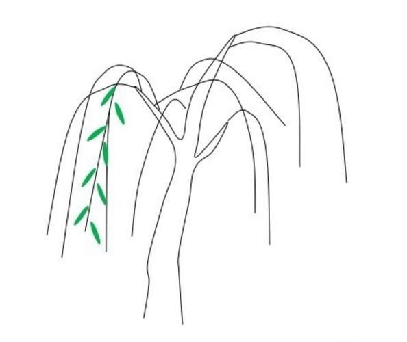 柳树的画法简笔画图片 柳树的画法简笔画图片简单