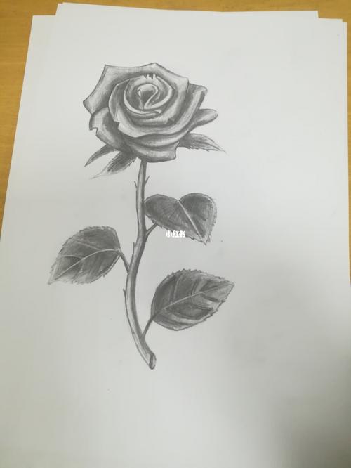 素描玫瑰花 素描玫瑰花图片