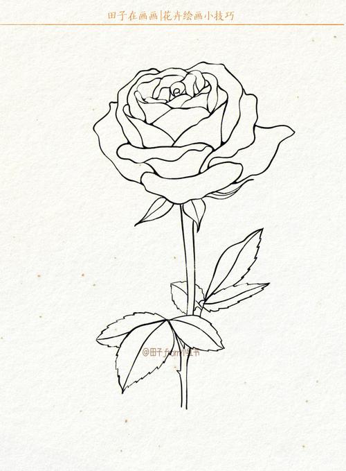 玫瑰花的简单画法 玫瑰花的简单画法简笔画