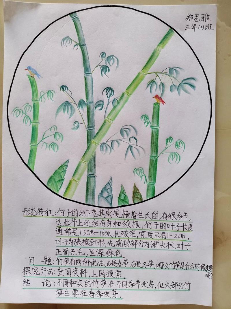 关于竹子的手抄报怎么画