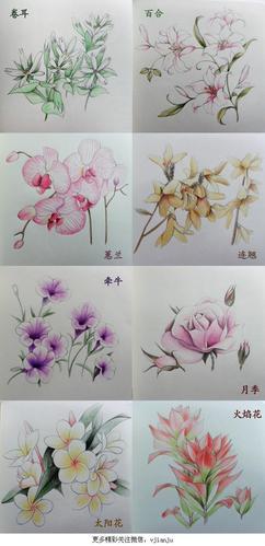 彩铅画花卉植物 彩铅画植物花卉图片