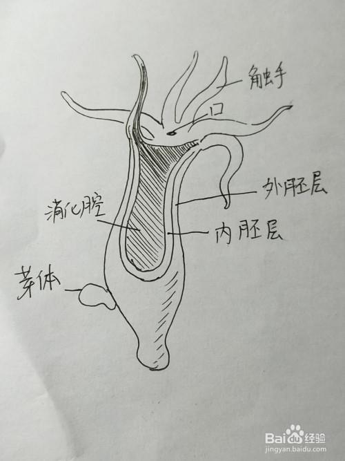 腔肠动物简笔画