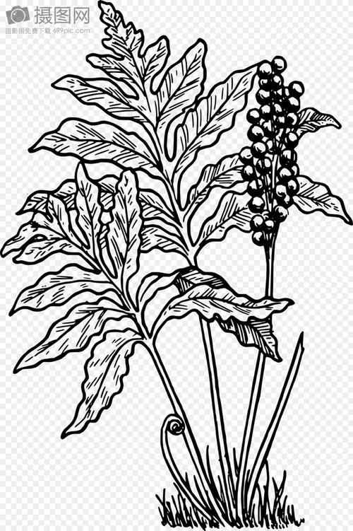 蕨类植物简笔画 蕨类植物简笔画图片
