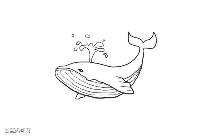 简笔画鲸鱼的画法