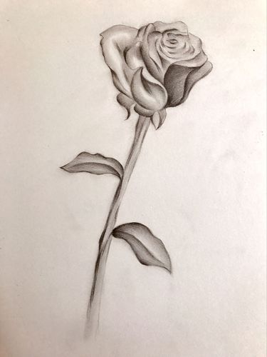 玫瑰花素描画一枝图片