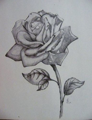 素描玫瑰花图片 素描玫瑰花图片简单画法步骤