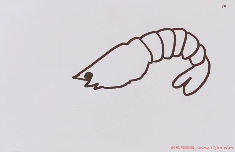 虾简笔画图片 澳洲龙虾简笔画图片
