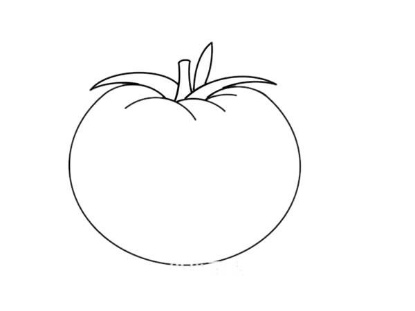 番茄的简笔画 番茄的简笔画简单又漂亮