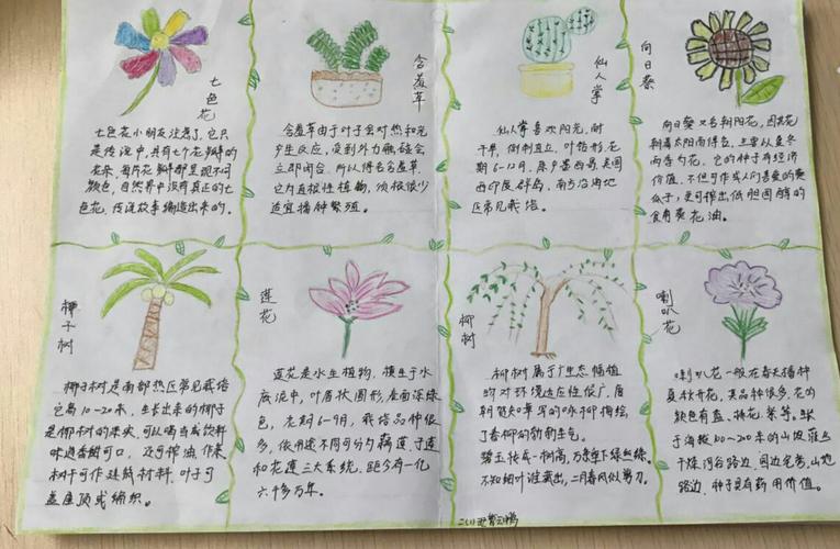 关于植物的手抄报简单漂亮 关于植物的手抄报简单漂亮一年级