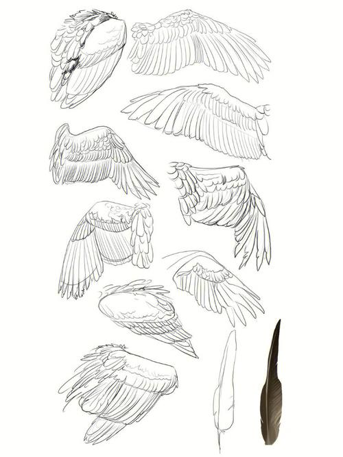 翅膀的简笔画 和平鸽张开翅膀的简笔画