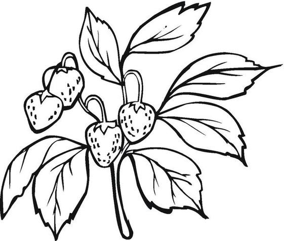 草莓叶子简笔画