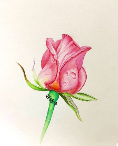 玫瑰花的画法 玫瑰花的画法简笔画