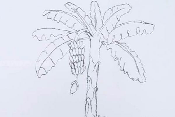 香蕉树图片简笔画 香蕉树图片卡通画