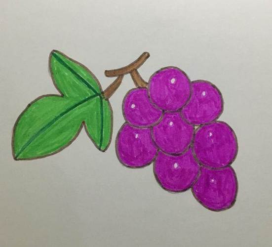 葡萄简笔画图片带颜色 葡萄简笔画图片带颜色可爱