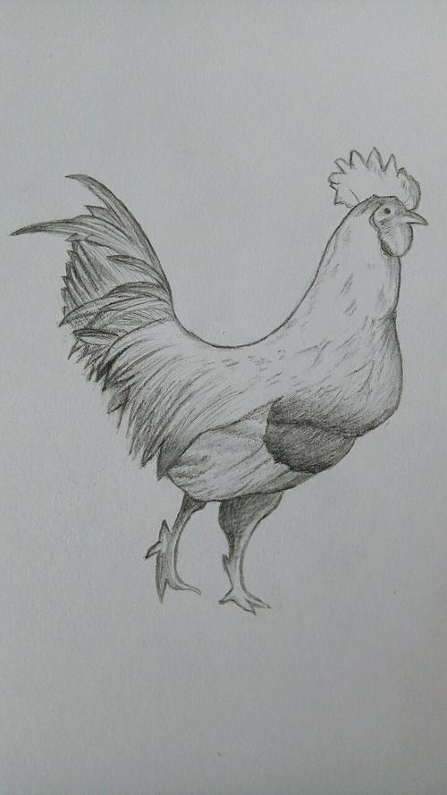 公鸡怎么画 公鸡怎么画简笔画