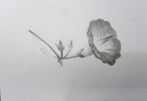素描花卉临摹高清大图 花卉素描图片高清临摹