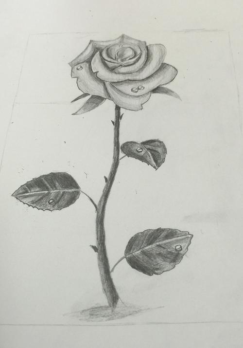 玫瑰花素描 玫瑰花素描图