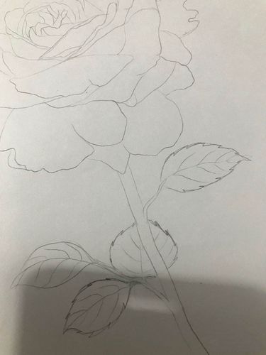玫瑰花素描图片步骤 玫瑰花素描图片步骤教学
