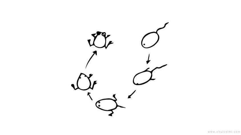 小蝌蚪进化简笔画
