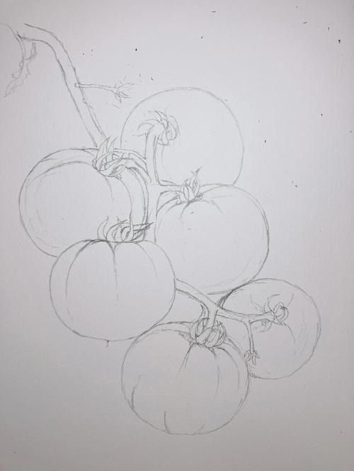西红柿怎么画简笔画 西红柿怎么画简笔画图片
