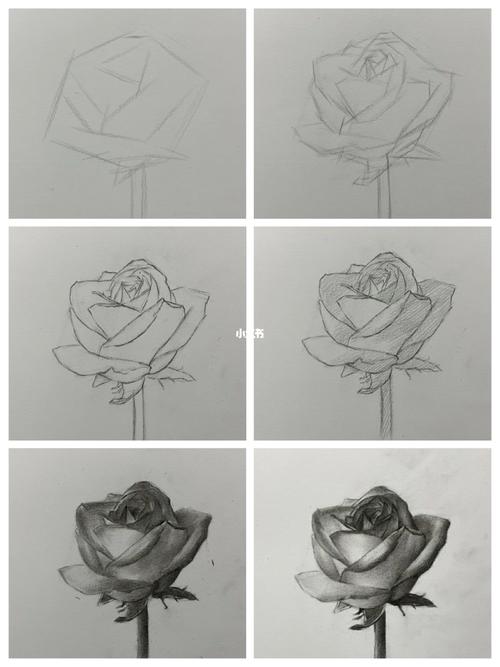 玫瑰花素描画 玫瑰花素描画法