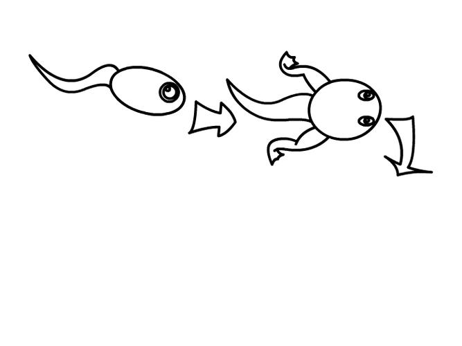 小蝌蚪成长过程简笔画 