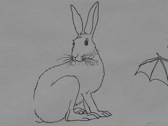 野兔简笔画