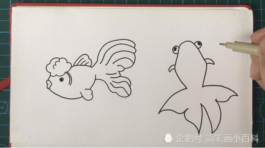 金鱼生长过程简笔画图片