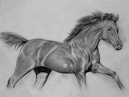 马的素描画 马的素描画图片