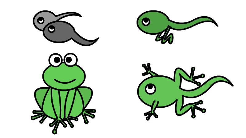 蝌蚪变青蛙简笔画 
