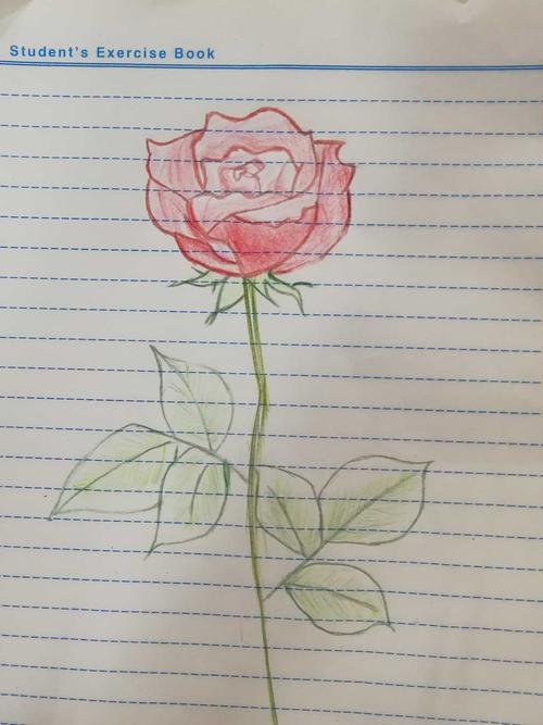 玫瑰花画画图片 怎样画玫瑰花简单又好看