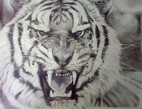 老虎的素描 老虎的素描画