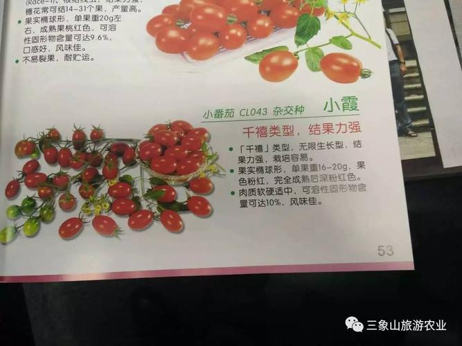 西红柿手抄报简单又漂亮
