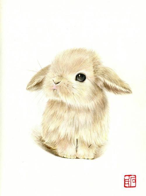兔子彩铅画 简单的真实兔子彩铅画