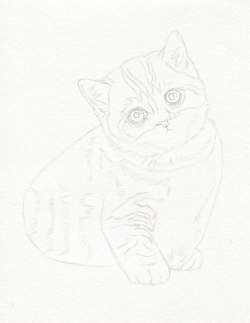 猫咪彩铅画 猫咪彩铅画教程
